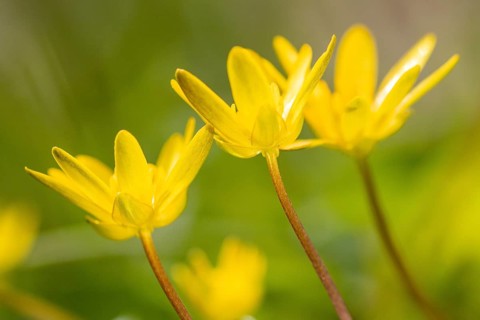 Lesser celandine