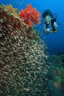 Shoal of Red Sea Dwarf Sweeper