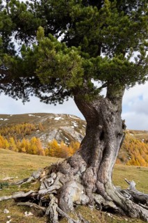 Swiss stone pine on an alpine meadow