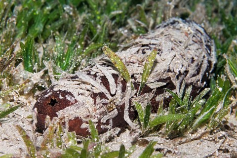 Sea cucumber also sea cucumber or holothuria