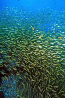 Shoal of Bigeye snapper