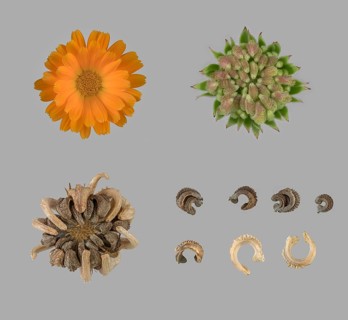 Marigold