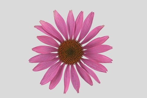 Purple Cone flower
