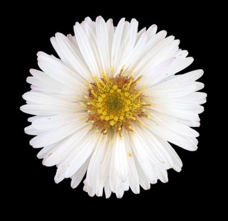 Panicled aster