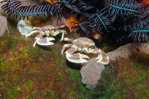 Pair of spotted anemone crab