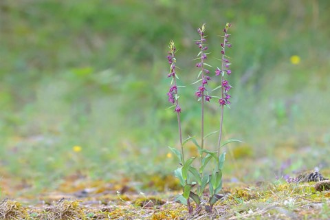 Dark red helleborine