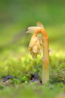 Common Dutchman's pipe