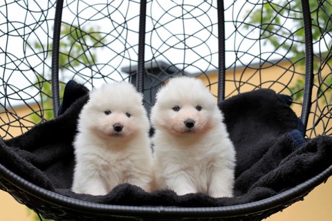 Samoyed Domestic dog