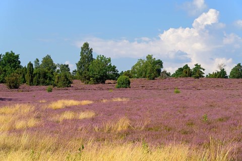 Heathland