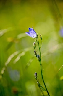 Harebell