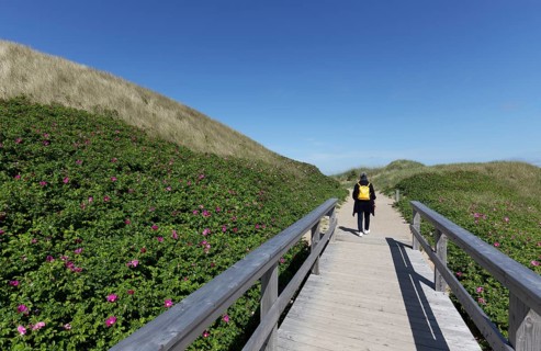 Senior woman with yellow backpack walking over wooden footbridge through the dunes