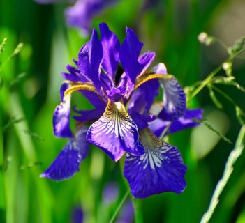 Blue flower of a Siberian iris