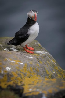 Puffin