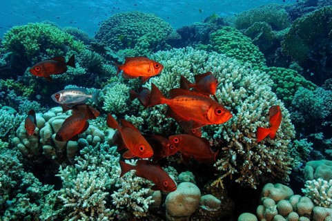 Shoal of Common Bigeye