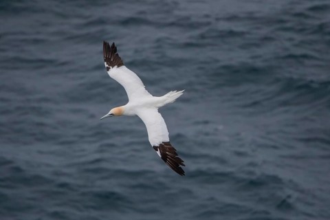 Flying Northern gannet