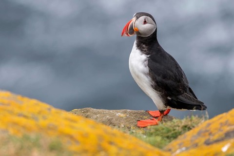 Puffin