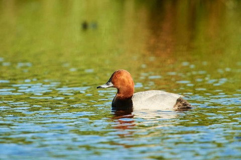 Common pochard