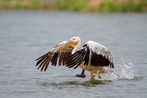 Dalmatian pelican