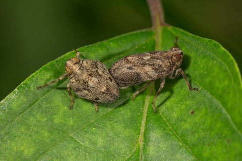 Issus coleoptratus