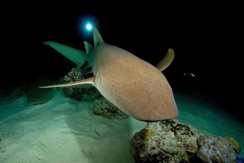 Nocturnal Tawny nurse shark