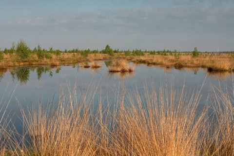 Rehdener-Geestmoor