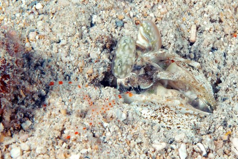 Spear mantis shrimp