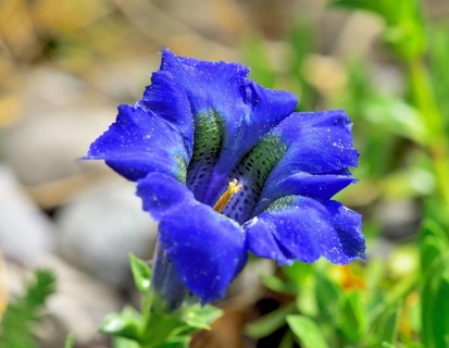 Flowering Stemless gentian