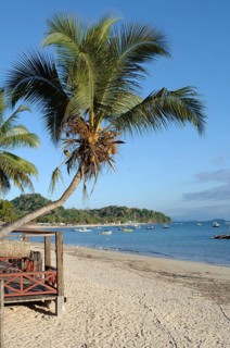 Coconut palm