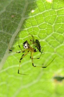 Linyphia triangularis