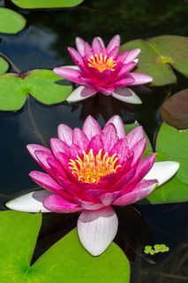 Pink Water lilies