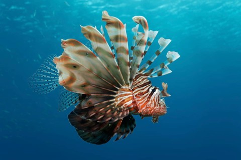 Indian lionfish