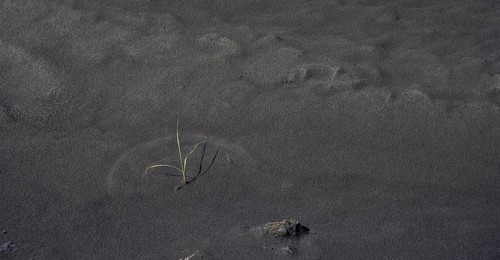 Grass with arch structure in black lava sand