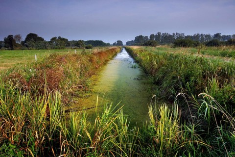 Grassland in the Droemling