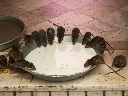 Sacred Rats