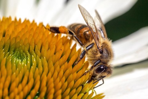 Honey bee