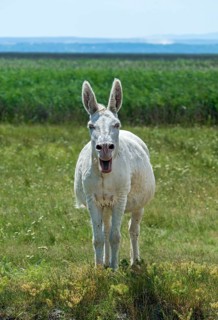 Austro-Hungarian white donkey