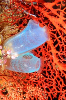 Sea squirts