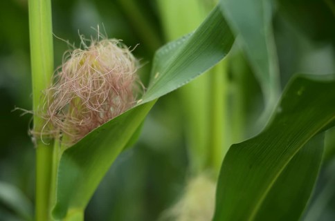 Fresh maize silk