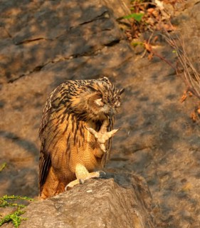 Young Eurasian eagle-owl