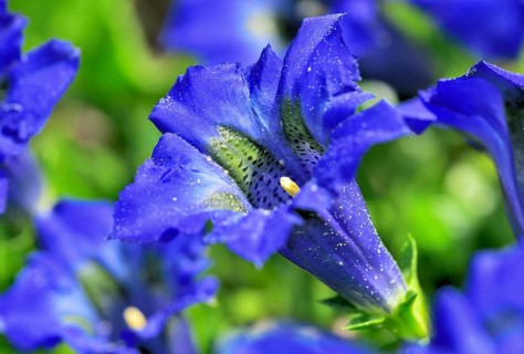 Flowering Stemless gentian