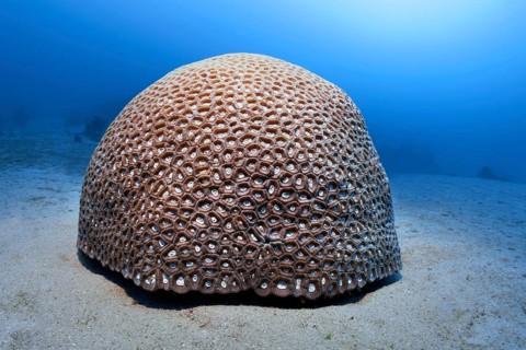 Hemispherical Favia stone coral