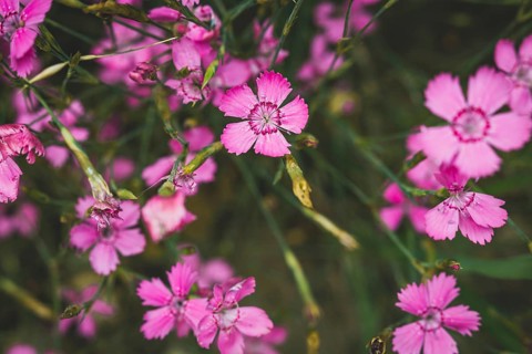 Moss pink