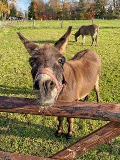 Donkey