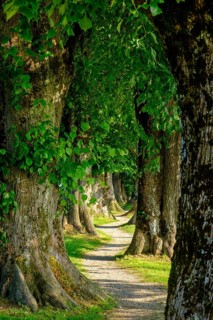 Allee