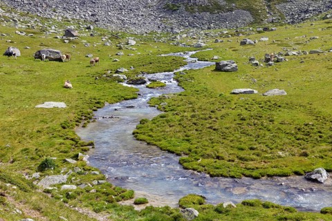 Ascent to the Duesseldorfer Huette via alpine pasture with mountain stream