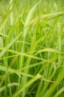 Chinese reed