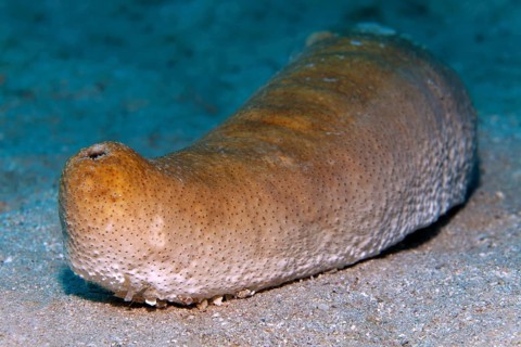 Sea cucumber or sea cucumber