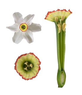 Poet's Daffodil (Narcissus poeticus)