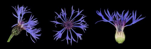 Perennial cornflower (Cyanus montanus)
