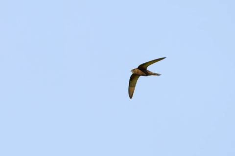 Common Swift (Apus apus)